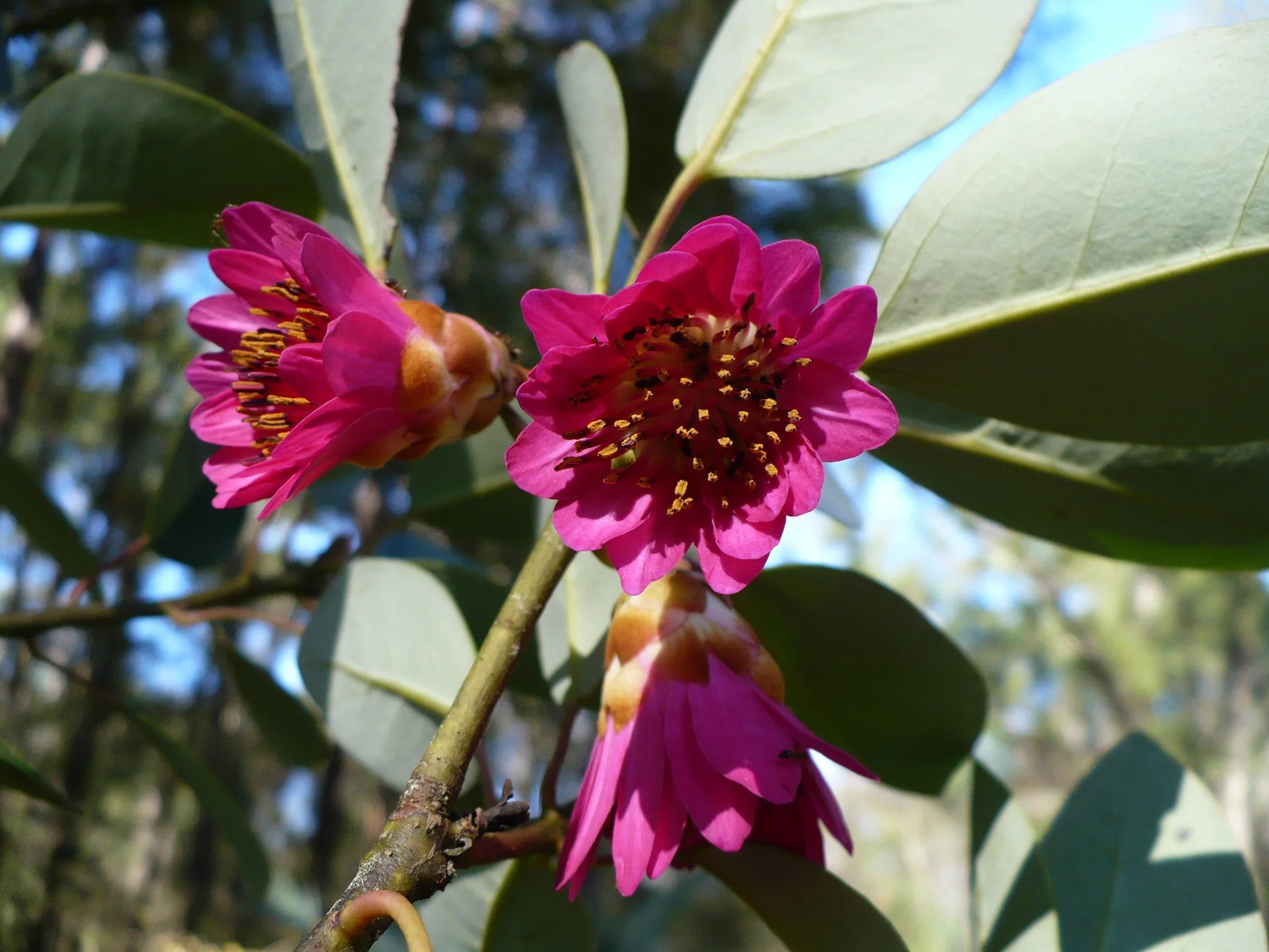 Rhodoleia championii - Ladybird Nursery