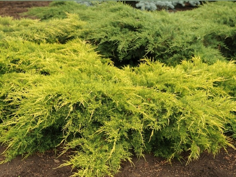 Chinese Juniper Gold Coast (Juniperus chinensis) - Ladybird Nursery