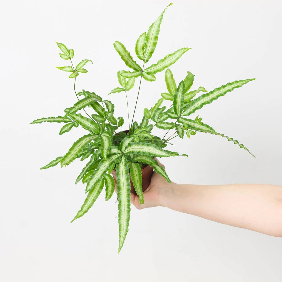 Silver Ribbon Fern Albo - lineata (Pteris cretica) - Ladybird Nursery