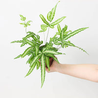 Silver Ribbon Fern Albo - lineata (Pteris cretica) - Ladybird Nursery