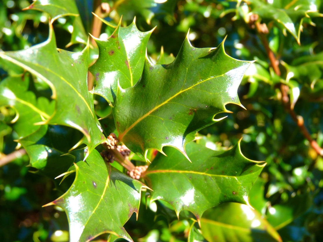 Blue Angel Holly (Ilex meserveae) - Ladybird Nursery