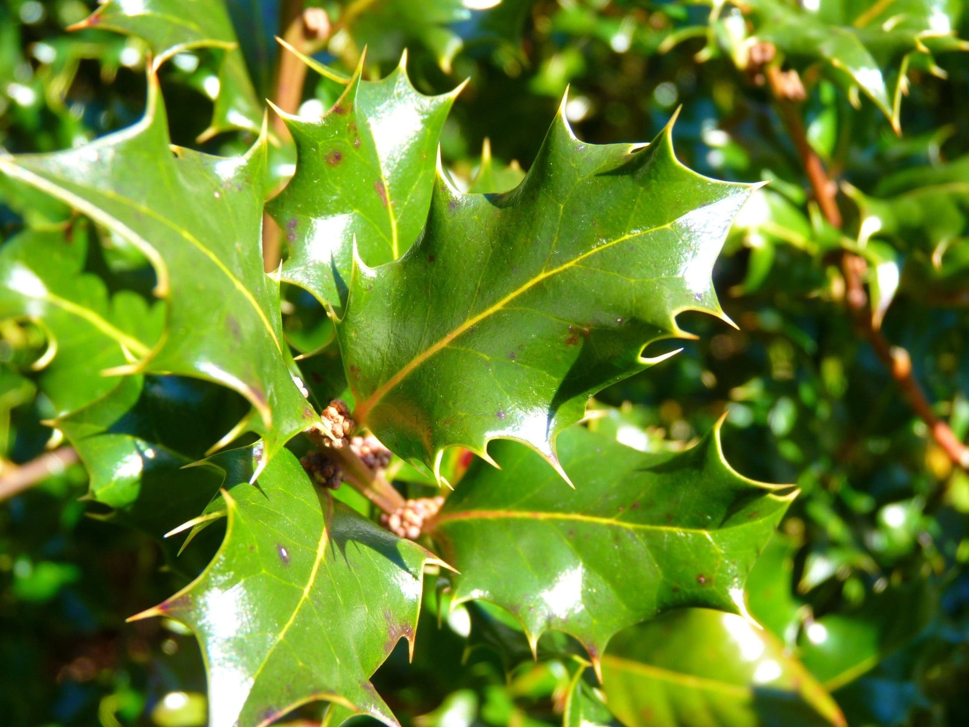 Blue Angel Holly (Ilex meserveae)