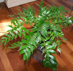 Holly Fern (Cyrtomium falcatum)