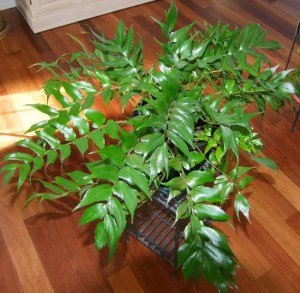 Holly Fern (Cyrtomium falcatum) - Ladybird Nursery