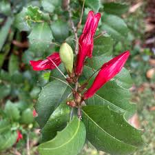 Holly Fuchsia (Graptophyllum ilicifolium) - Ladybird Nursery