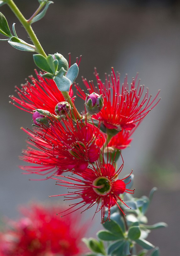Scarlet Honey Myrtle Red (Melaleuca fulgens)