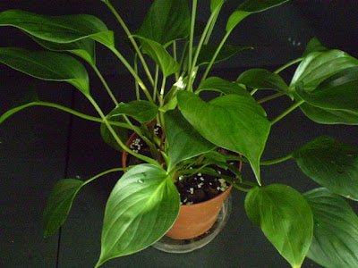 Homalomena Green Form (Homalomena spp.) - Ladybird Nursery