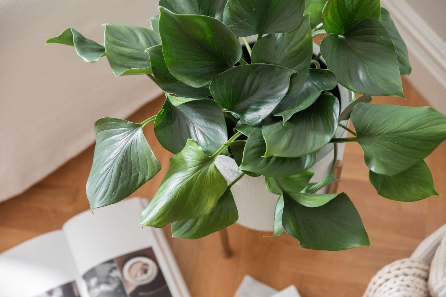 Homalomena Green Form (Homalomena spp.)