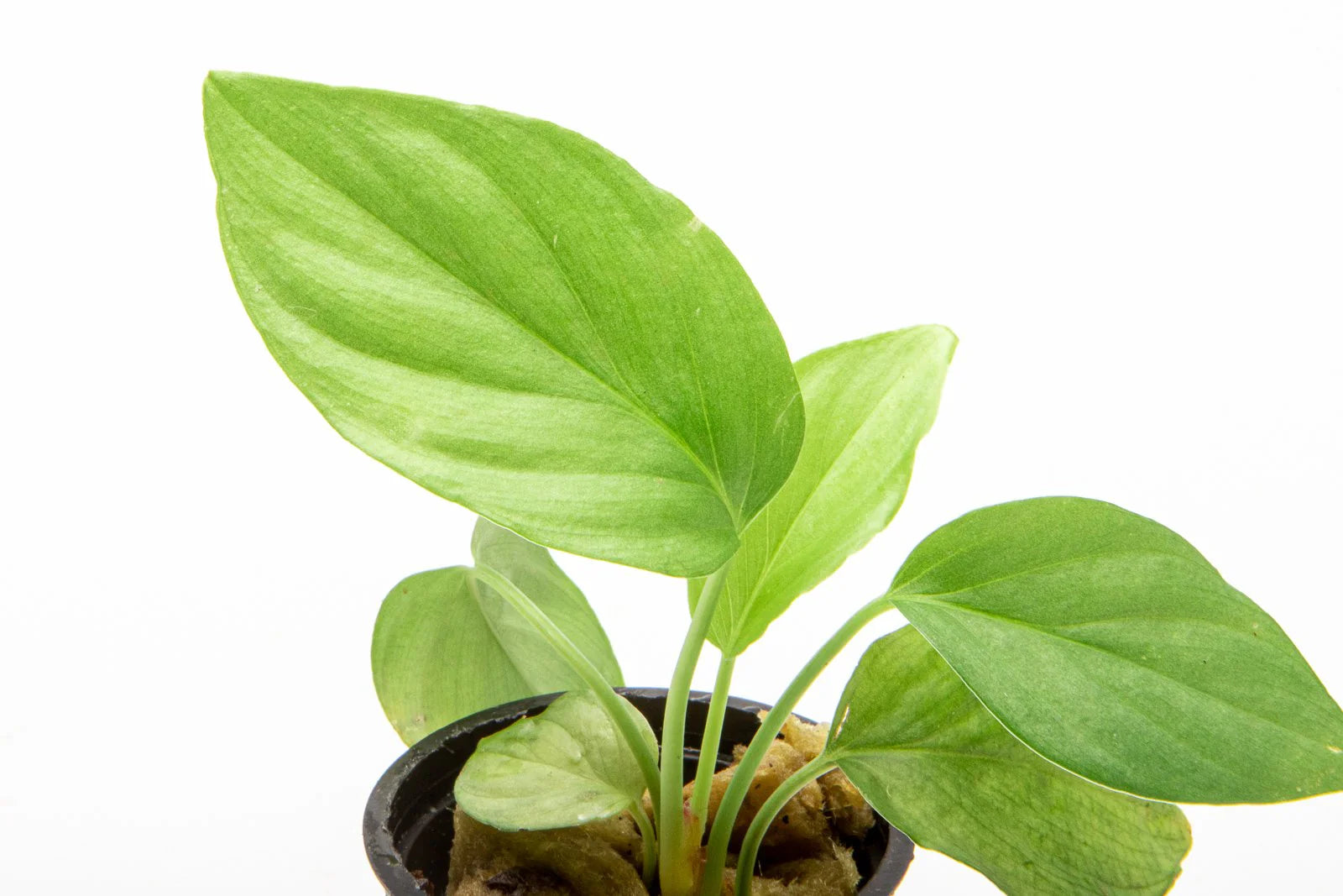 Homalomena Green Form (Homalomena spp.)