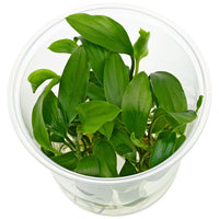 Homalomena Green Form (Homalomena spp.)