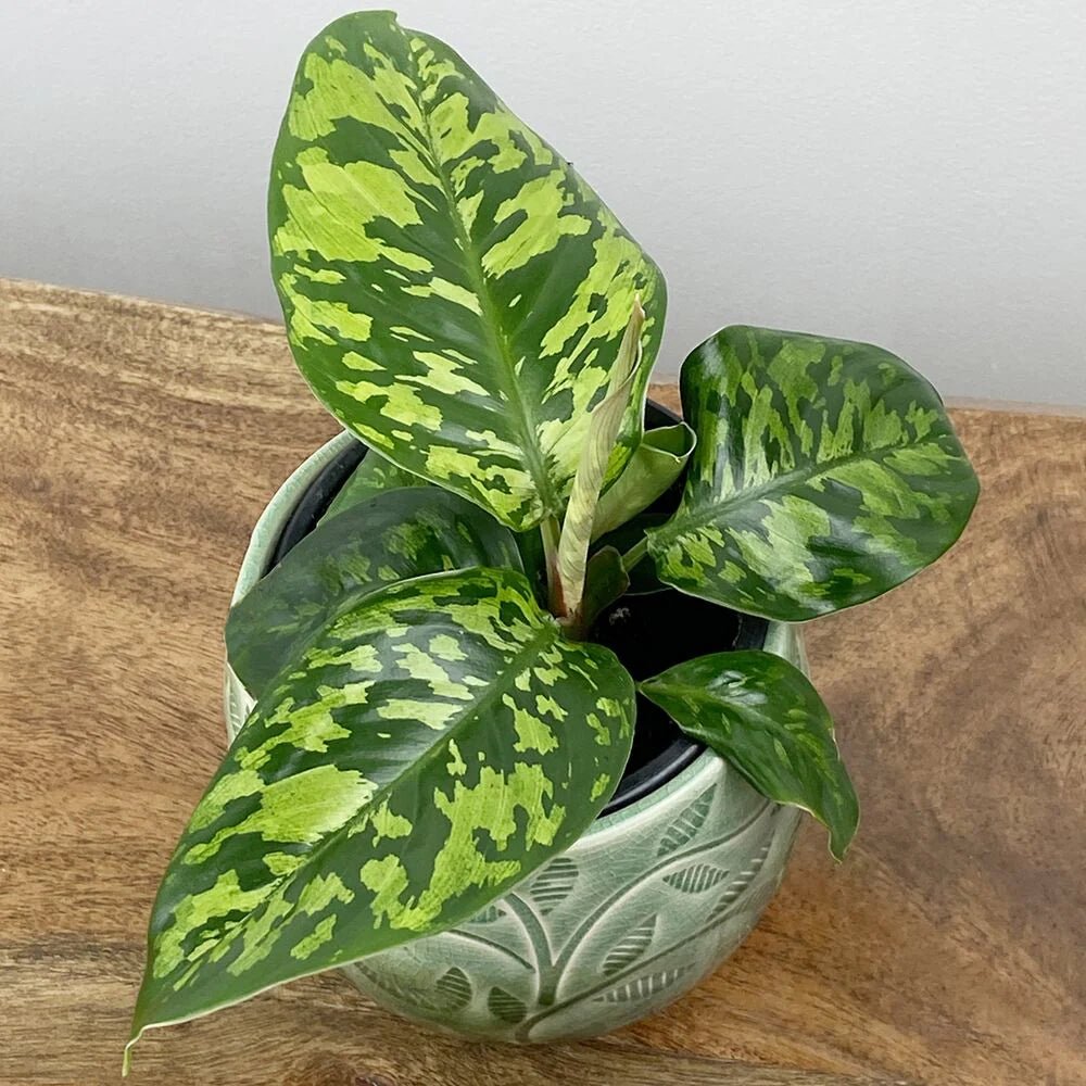 Homalomena Compact - Ladybird Nursery