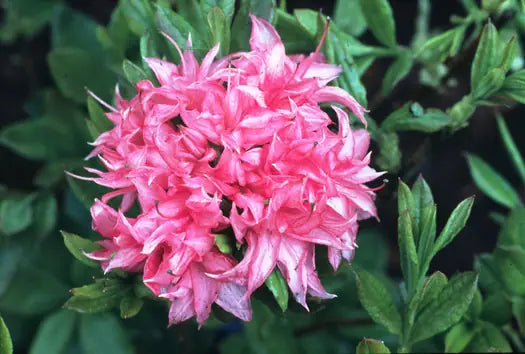 Azalea mollis Homebush