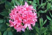 Azalea mollis Homebush