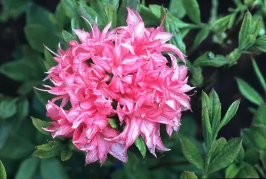 Azalea mollis Homebush - Ladybird Nursery