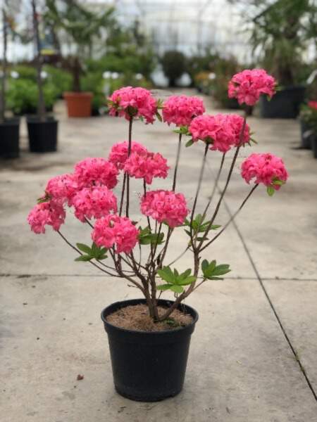 Azalea mollis Homebush