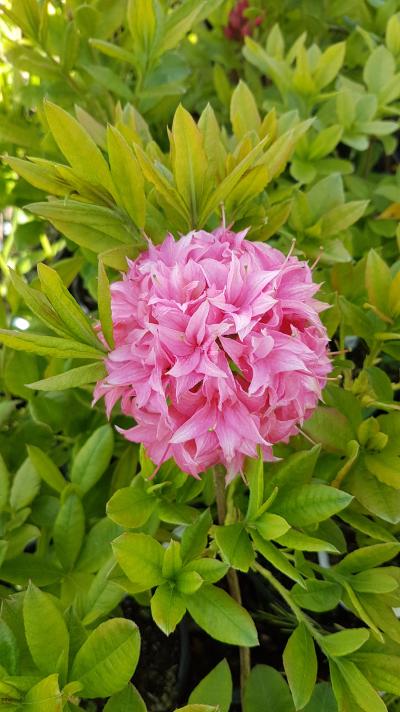 Azalea mollis Homebush