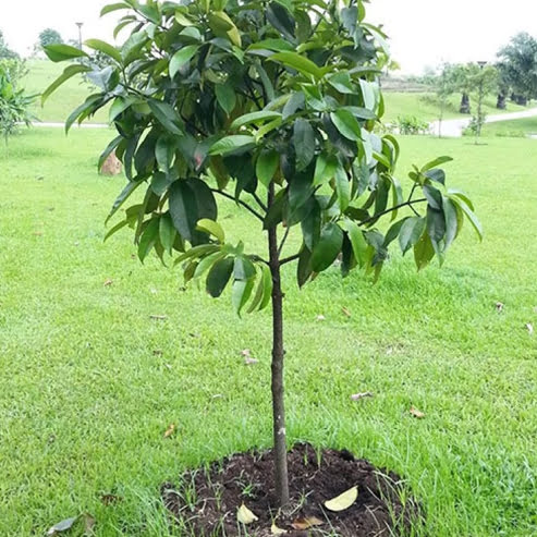 Honey Drop "Tangosteen" Mangosteen (Garcinia) - Ladybird Nursery