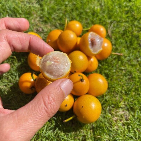 Honey Drop "Tangosteen" Mangosteen (Garcinia)
