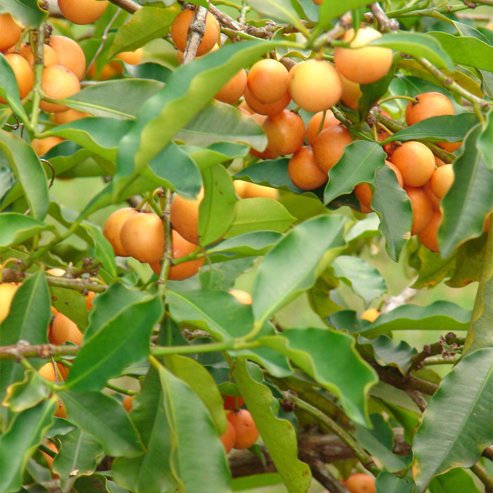 Honey Drop ""Tangosteen"" Mangosteen - Ladybird Nursery