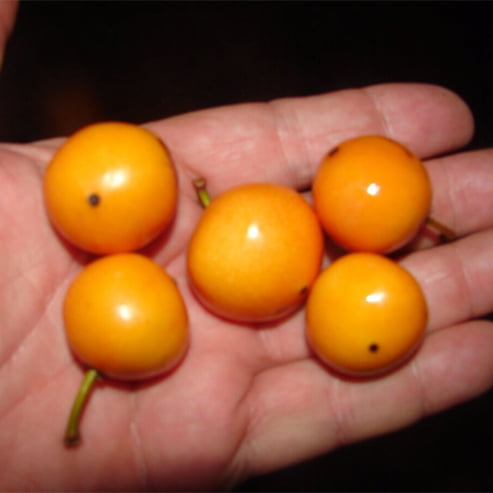 Honey Drop "Tangosteen" Mangosteen (Garcinia)