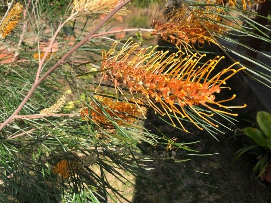 Grevillea Honey Wonder - Ladybird Nursery