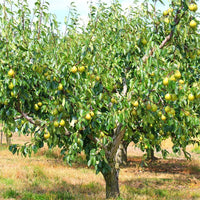 Hood Pear - Ladybird Nursery