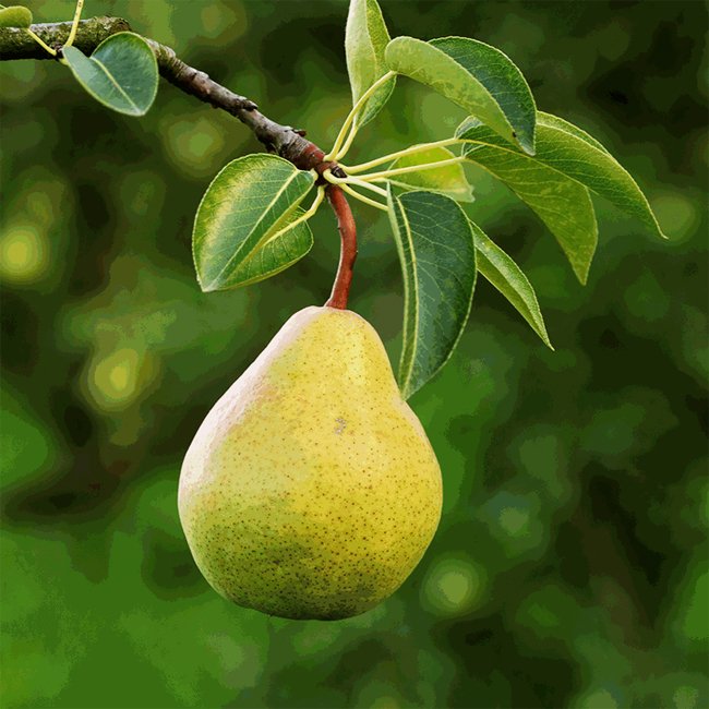 Golden Globe Pear