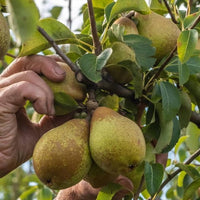 Hood Pear - Ladybird Nursery