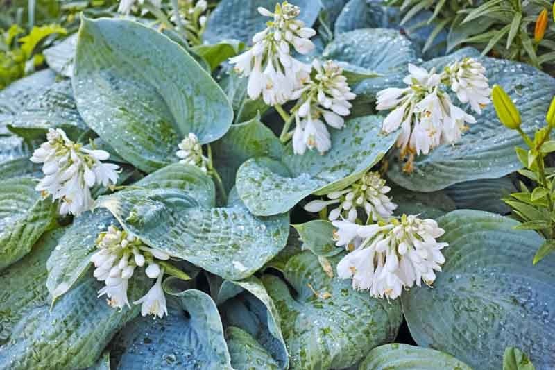 Plantain Lily Blue Angel (Hosta ) - Ladybird Nursery