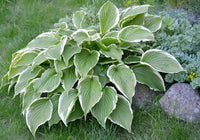 Plantain Lily Francee (Hosta fortunei) - Ladybird Nursery