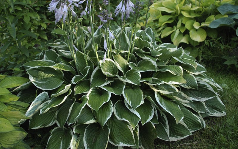 Plantain Lily Francee (Hosta fortunei) - Ladybird Nursery