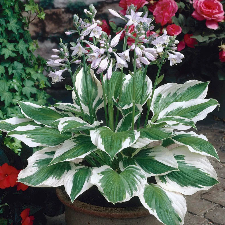 Plantain Patriot Lily (Hosta )