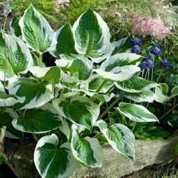 Plantain Patriot Lily (Hosta ) - Ladybird Nursery