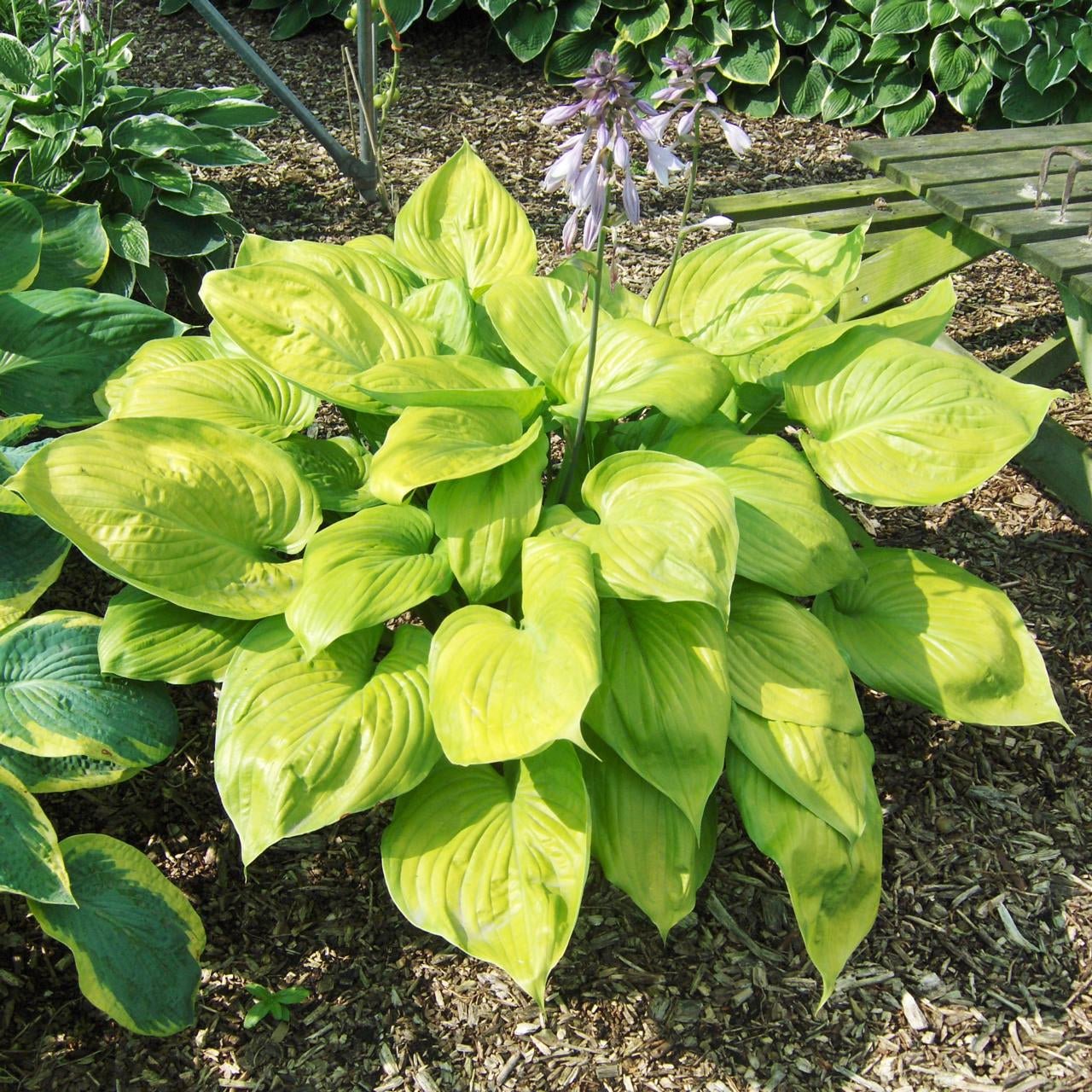 Plantain Lily Sum and Substance (Hosta ) - Ladybird Nursery
