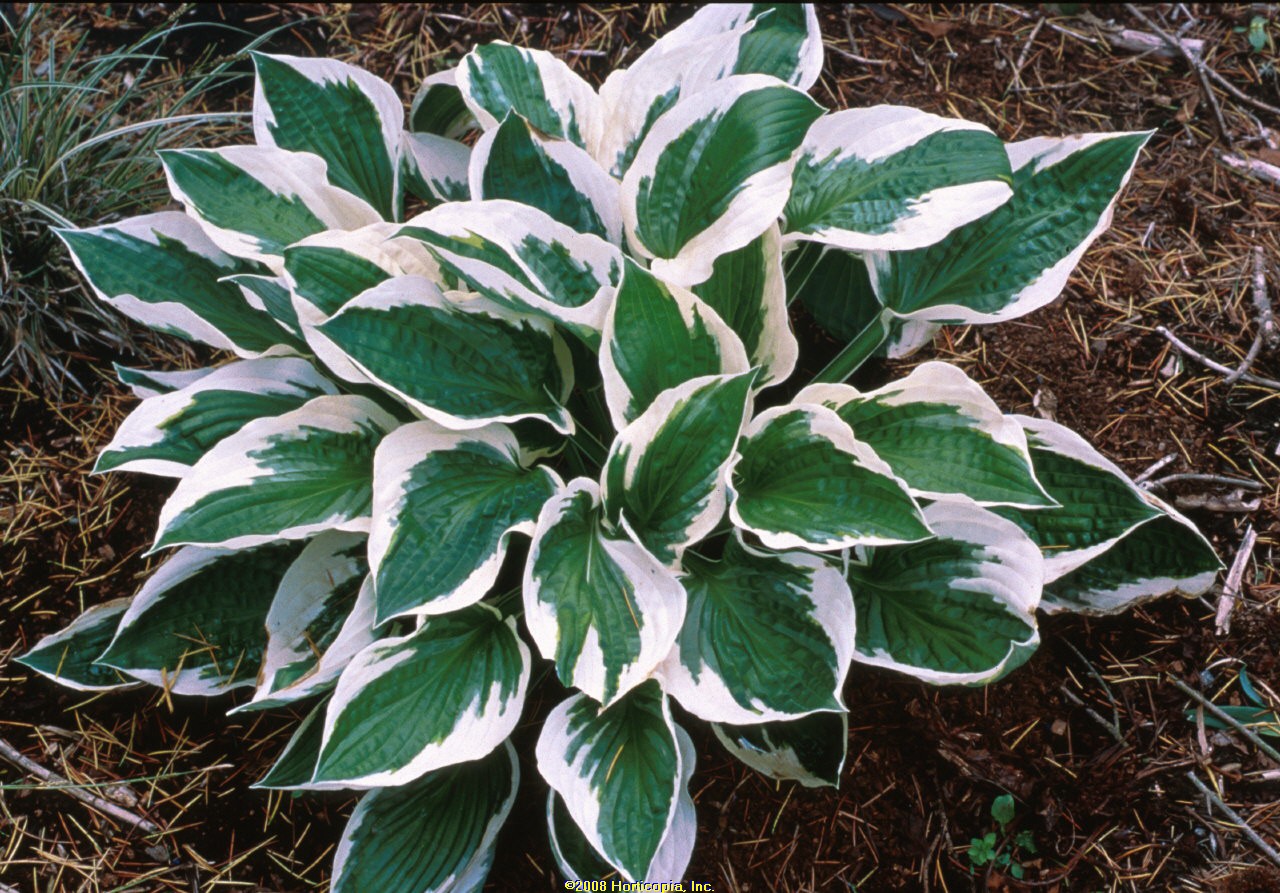 Plantain Patriot Lily (Hosta )