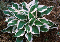 Plantain Patriot Lily (Hosta ) - Ladybird Nursery