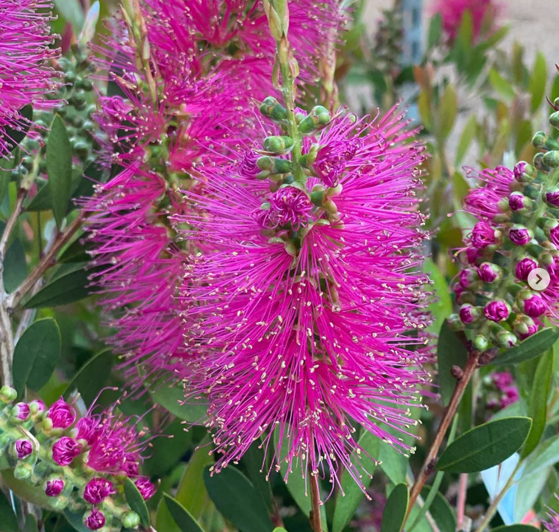 Callistemon 'Hot Pink' - Ladybird Nursery