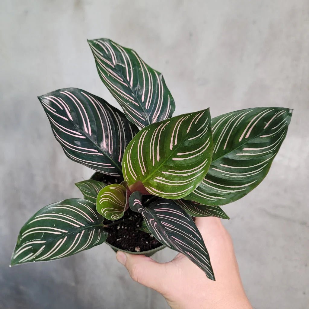 Prayer Plant (Calathea Assorted) - Ladybird Nursery