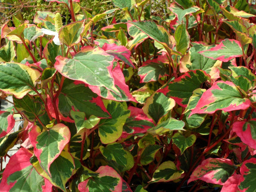 Chameleon Plant Variegata (Houttuynis cordata) - Ladybird Nursery