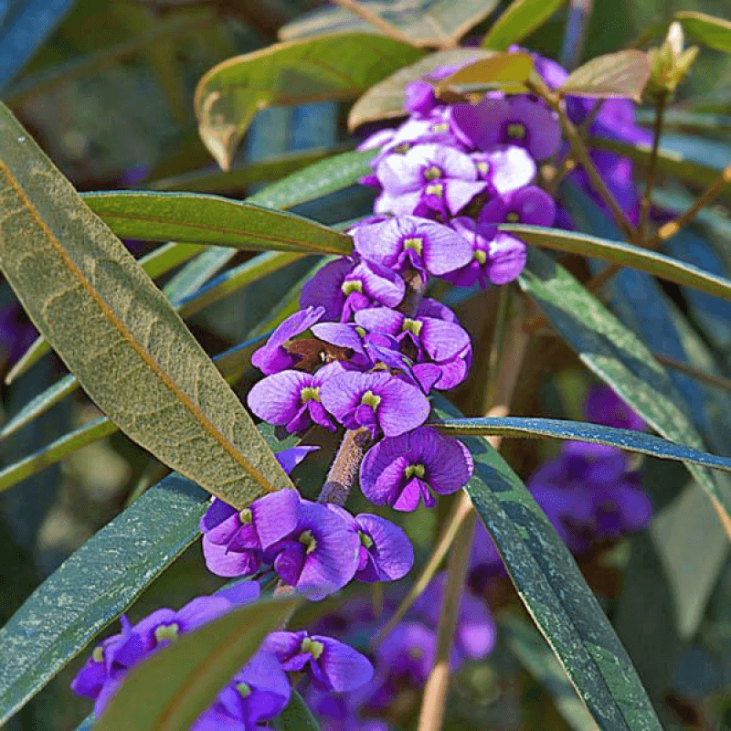 Purple Hovea (Hovea acutifolia) - Ladybird Nursery