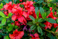 Azalea indica Mission Bells