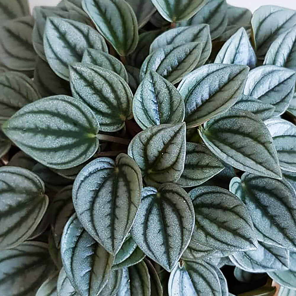 Peperomia Napoli Nights (Peperomia) - Ladybird Nursery