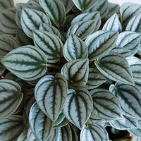 Peperomia Napoli Nights (Peperomia)