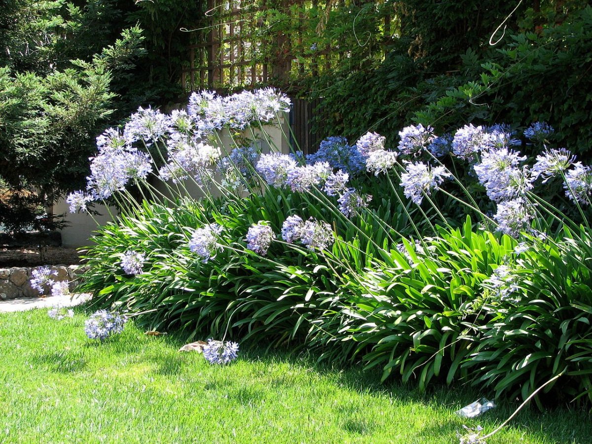 Agapanthus Grace™