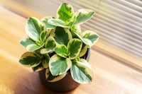 Peperomia Variegated (Peperomia spp.) - Ladybird Nursery
