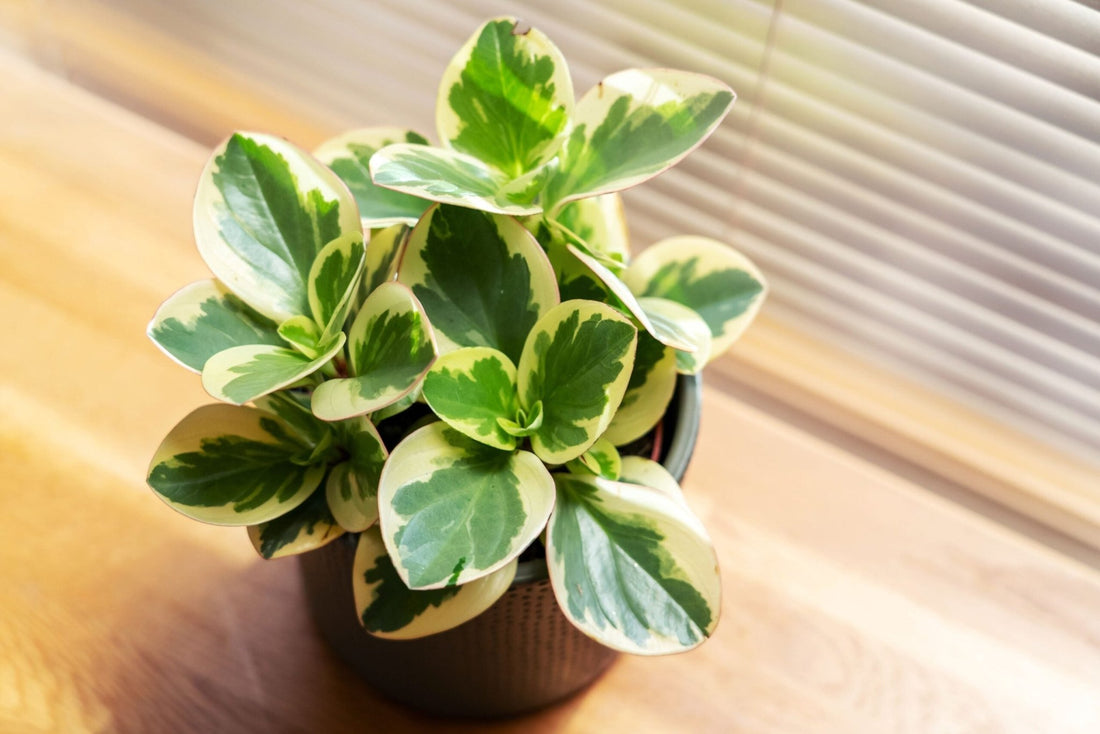 Peperomia Magnoliifolia Green and Gold (Peperomia) - Ladybird Nursery