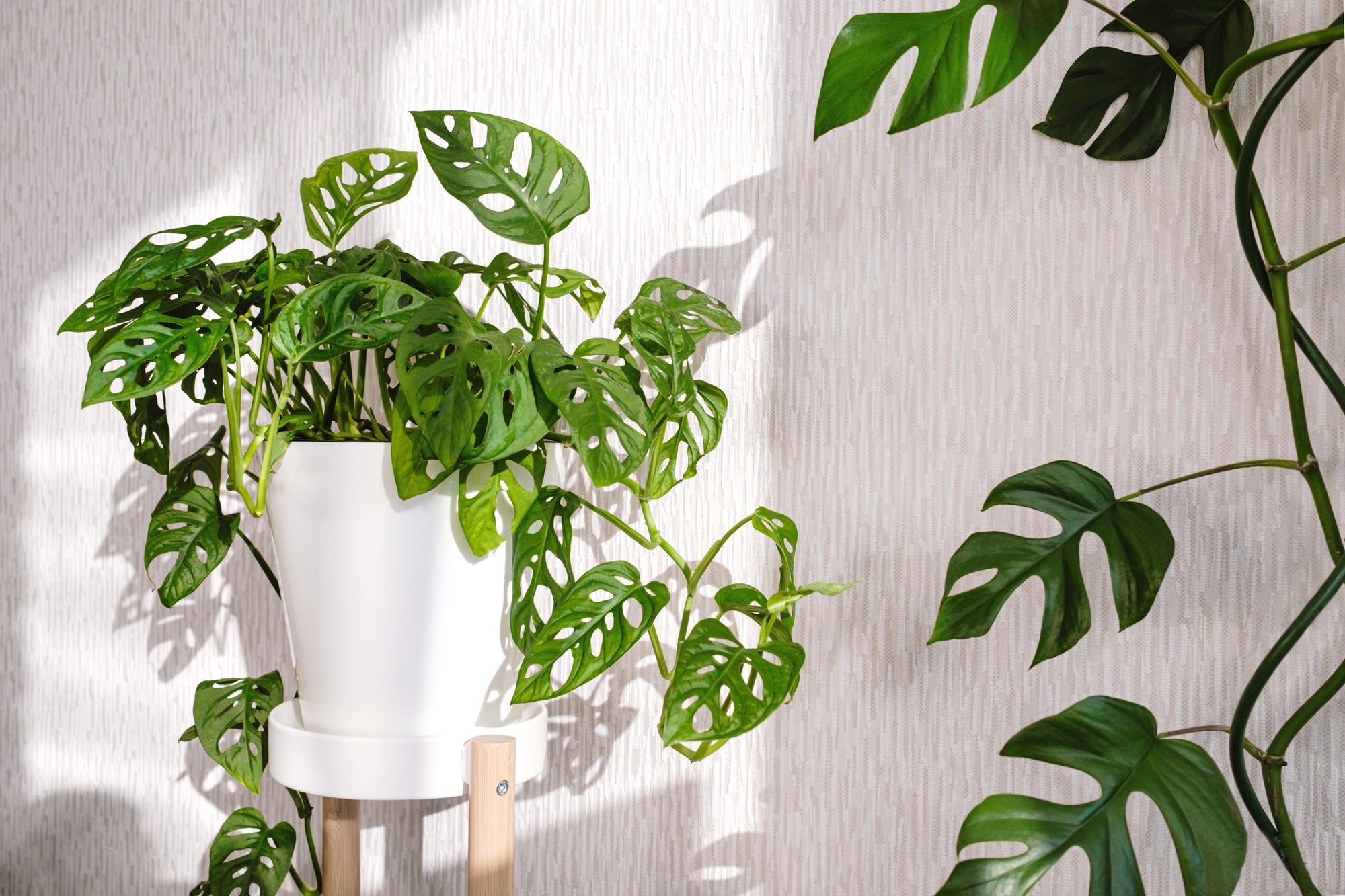 Swiss Cheese Plant (Monstera siltepecana) - Ladybird Nursery