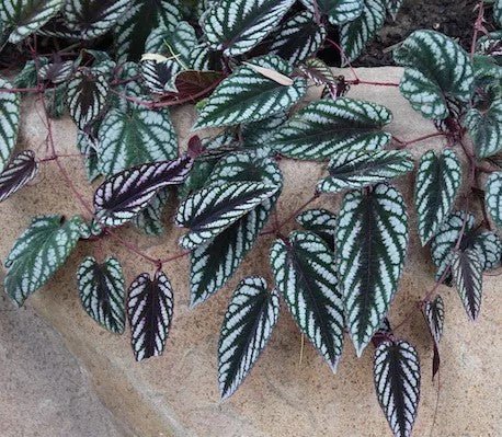 Rex Begonia Vine Totem (Cissus discolor) - Ladybird Nursery
