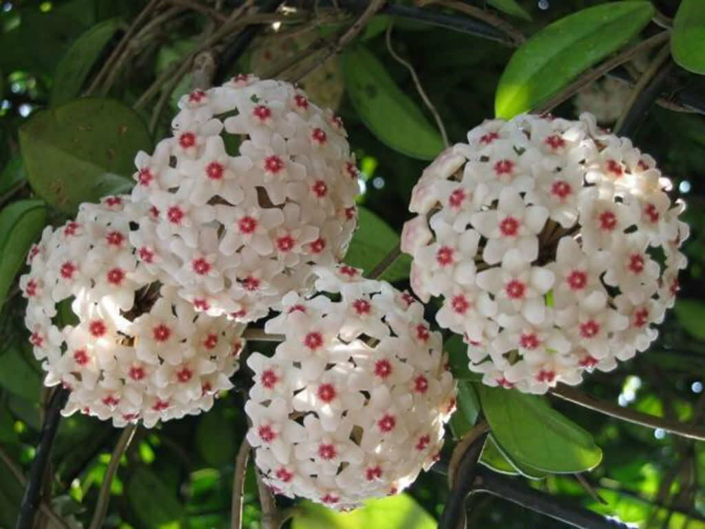 Wax Plant (Hoya carnosa) - Ladybird Nursery
