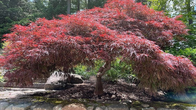 Shirasawa's Maple Yasemin (Acer shirasawanum)